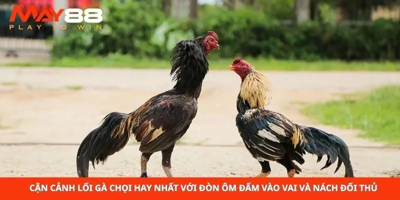 Cận cảnh lối gà chọi hay nhất với đòn ôm đấm vào vai và nách đối thủ