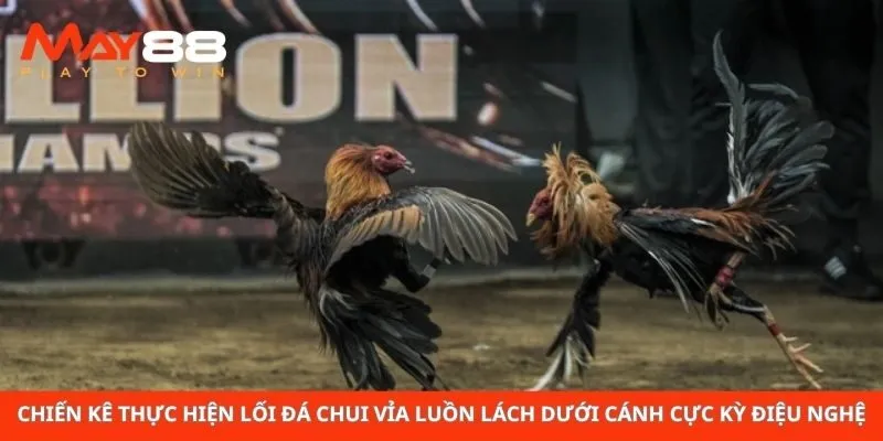 Chiến kê thực hiện lối đá chui vỉa luồn lách dưới cánh cực kỳ điệu nghệ