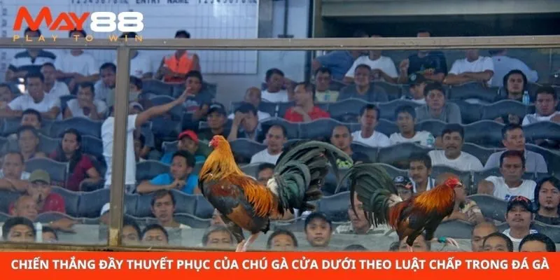 Chiến thắng đầy thuyết phục của chú gà cửa dưới theo luật chấp trong đá gà 