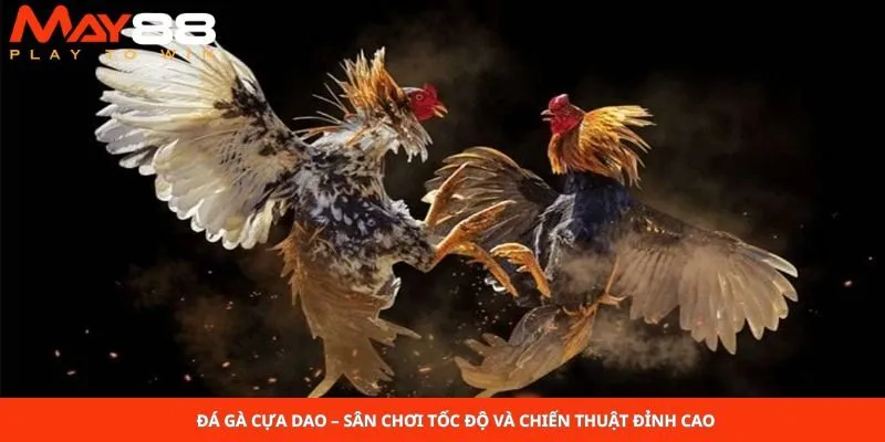 Đá Gà Cựa Dao – Sân Chơi Tốc Độ Và Chiến Thuật Đỉnh Cao 