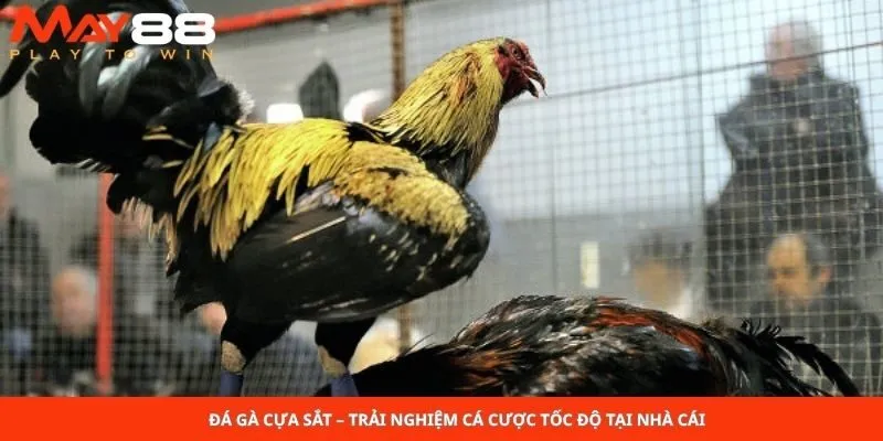 Đá Gà Cựa Sắt – Trải Nghiệm Cá Cược Tốc Độ Tại Nhà Cái