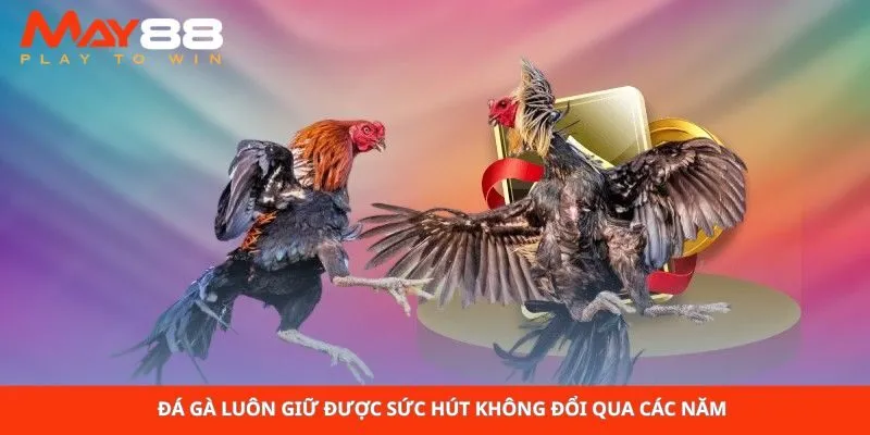 Đá gà luôn giữ được sức hút không đổi qua các năm