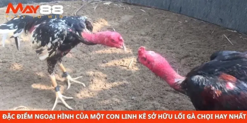  Đặc điểm ngoại hình của một con linh kê sở hữu lối gà chọi hay nhất