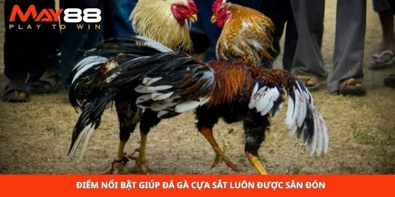 Điểm nổi bật giúp đá gà cựa sắt luôn được săn đón