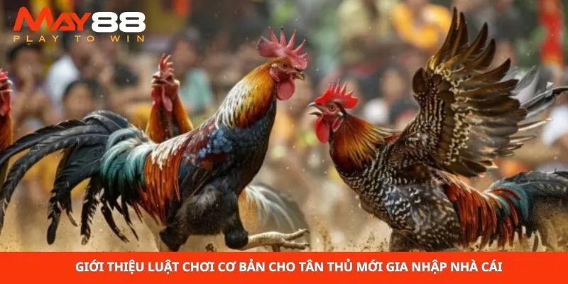 Giới thiệu luật chơi cơ bản cho tân thủ mới gia nhập nhà cái