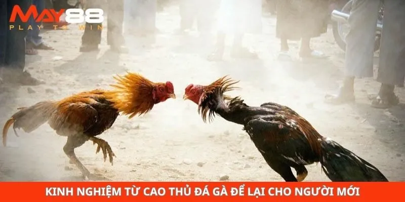 Kinh nghiệm từ cao thủ đá gà để lại cho người mới