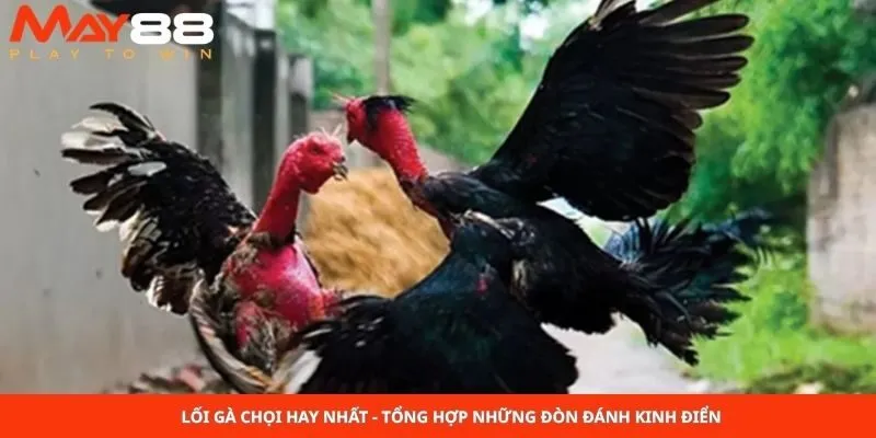 Lối Gà Chọi Hay Nhất - Tổng Hợp Những Đòn Đánh Kinh Điển 