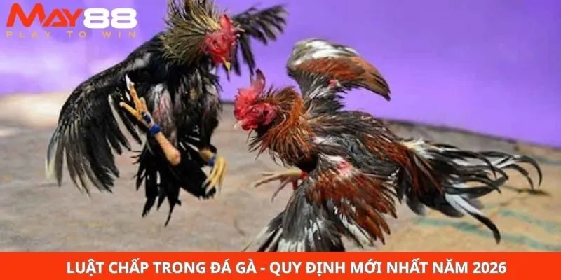 Luật Chấp Trong Đá Gà - Quy Định Mới Nhất Năm 2026