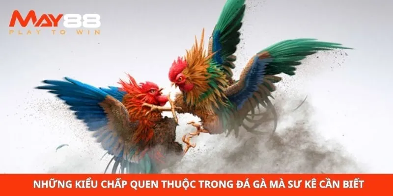 Những kiểu chấp quen thuộc trong đá gà mà sư kê cần biết
