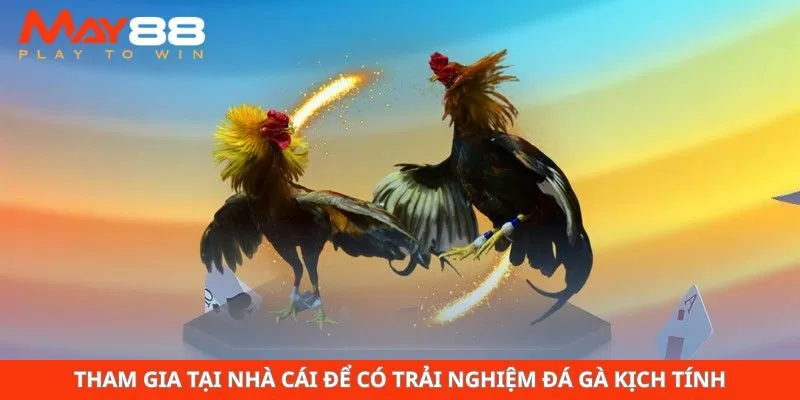 Tham gia tại nhà cái để có trải nghiệm đá gà kịch tính