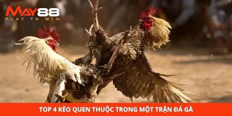 Top 4 kèo quen thuộc trong một trận đá gà
