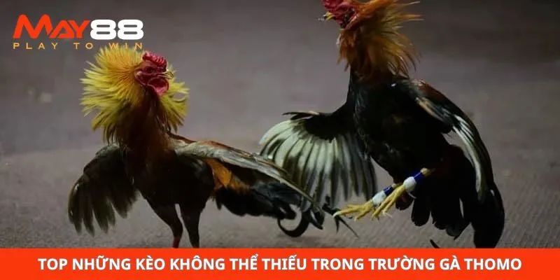 Top những kèo không thể thiếu trong trường gà Thomo