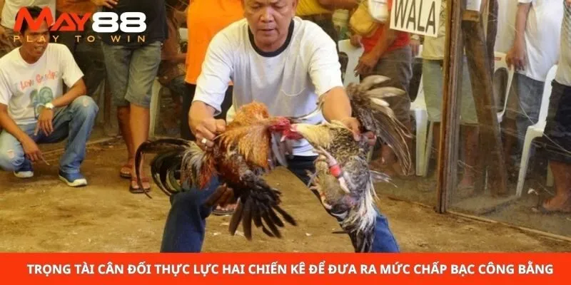 Trọng tài cân đối thực lực hai chiến kê để đưa ra mức chấp bạc công bằng